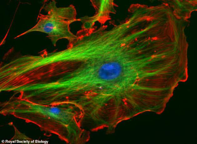 细胞骨架是由蛋白质构成的微小支架，它们赋予细胞形状，并帮助细胞移动。如图所示，这是一个细胞和它的细胞骨架的显微图像，它主要是由蛋白质肌动蛋白（图中红色部分）和微管蛋白（图中绿色部分）构成的管状结构。